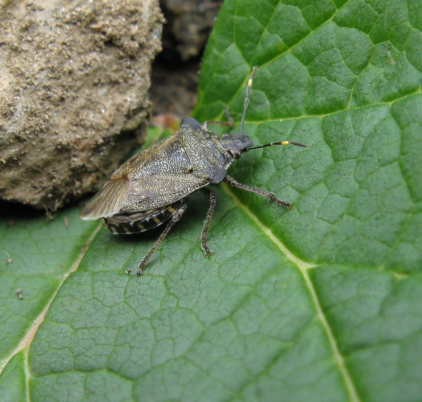 Troilo (Pentatomidae, Asopinae)